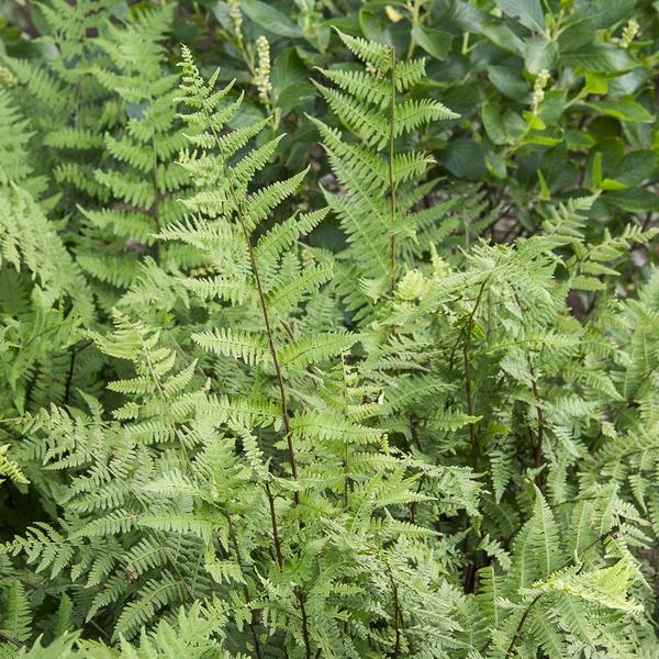  Athyrium Filix-femina - Lady Fern