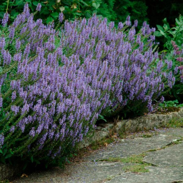  Salvia X Sylvestris 'Blue Hill'
