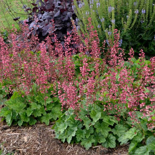  Four Of A Kind Heuchera