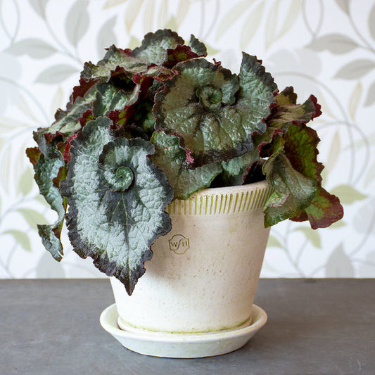  Begonia 'Escargot' In Farnham Pot And Saucer