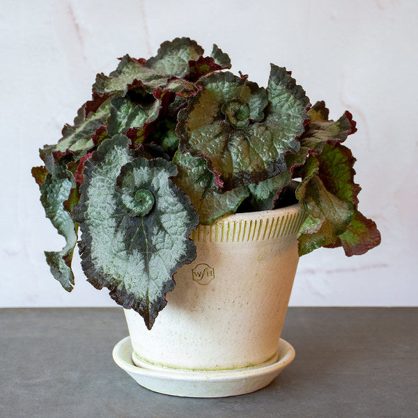  Begonia 'Escargot' In Farnham Pot And Saucer