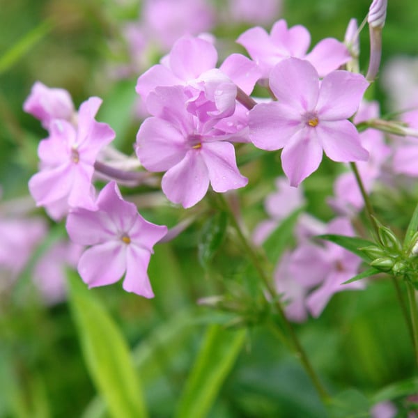  Phlox Carolina Subsp. Carolina 'Kim'