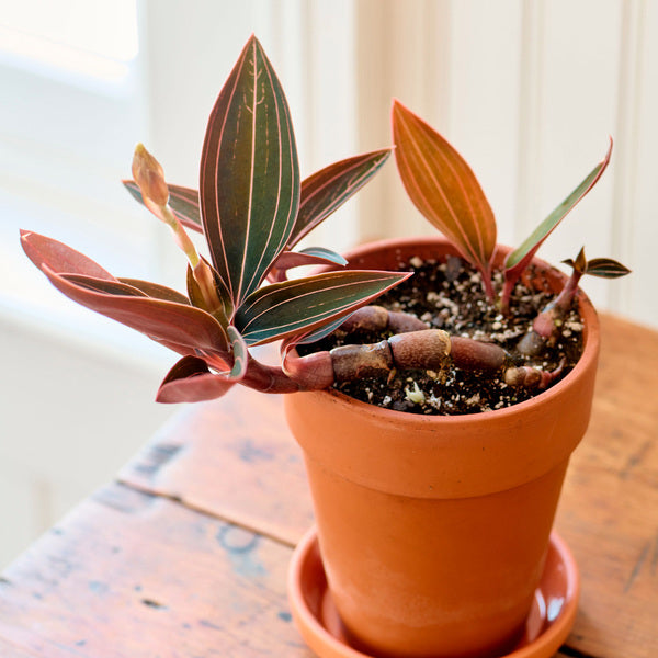  Jewel Orchid In Terracotta Long Tom Pot With Saucer