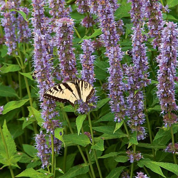  Agastache 'Blue Fortune' 