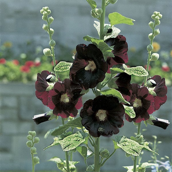  Alcea Rosea 'Nigra'