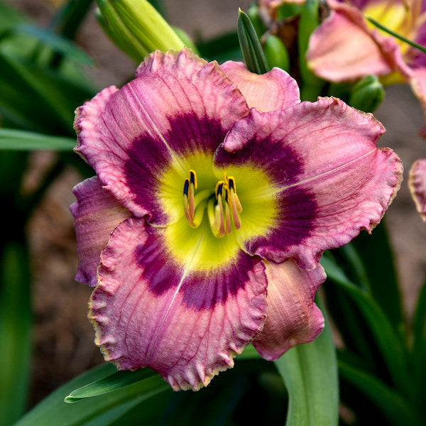  Sultry Eyes Hemerocallis Mix