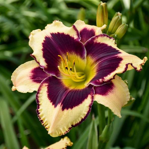  Sultry Eyes Hemerocallis Mix