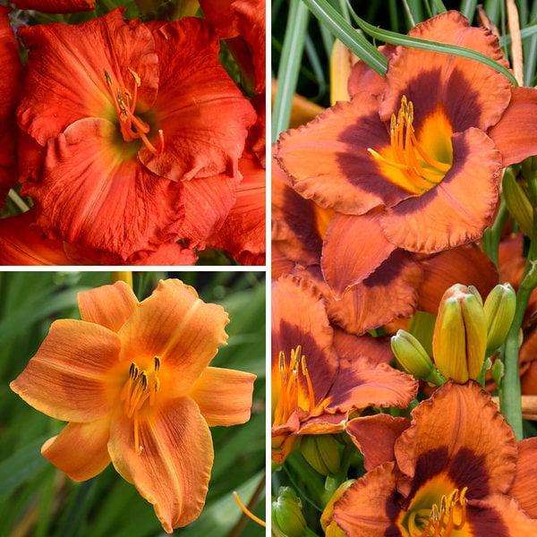  Sunset Glow Daylily Mix