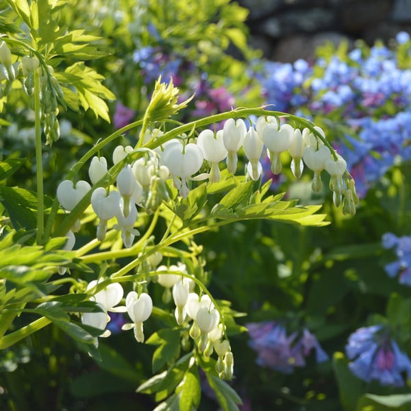  Dicentra Spectabilis 'Alba'