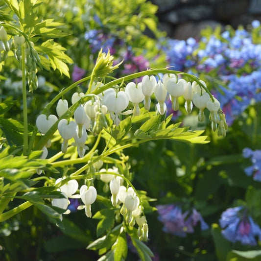  Dicentra Spectabilis 'Alba'