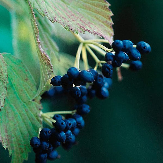  Viburnum Dentatum
