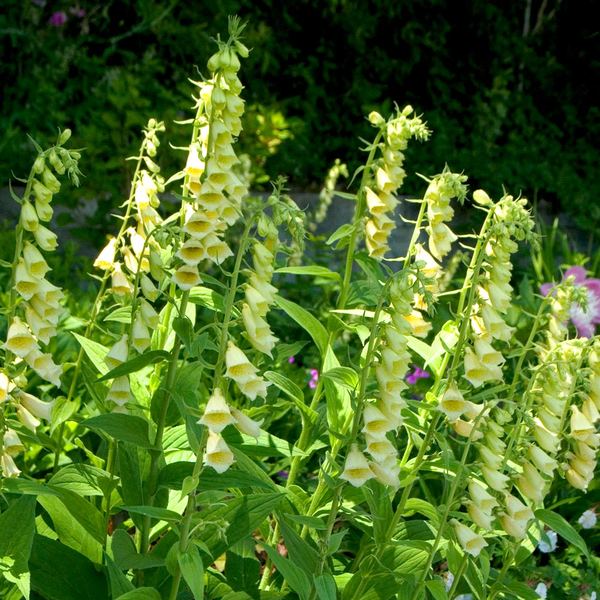  Digitalis Grandiflora