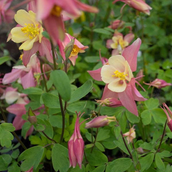  Aquilegia 'Swan Pink And Yellow'