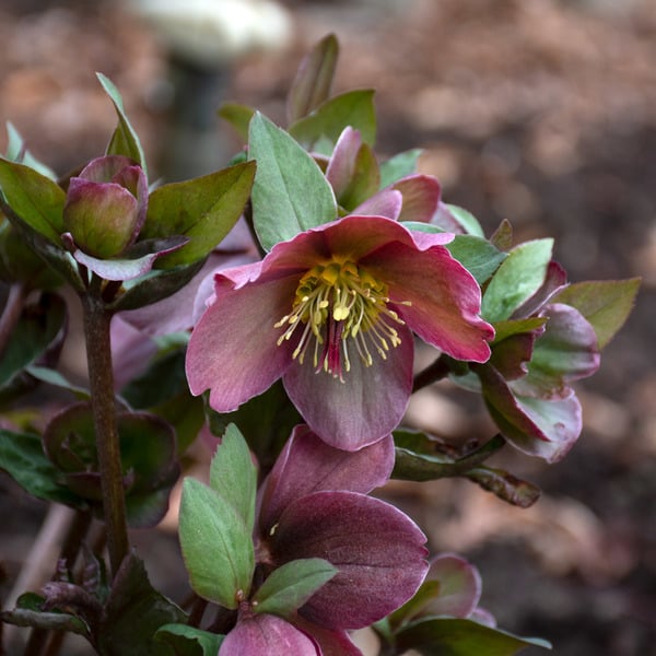  Helleborus Frostkiss® Pippa's Purple