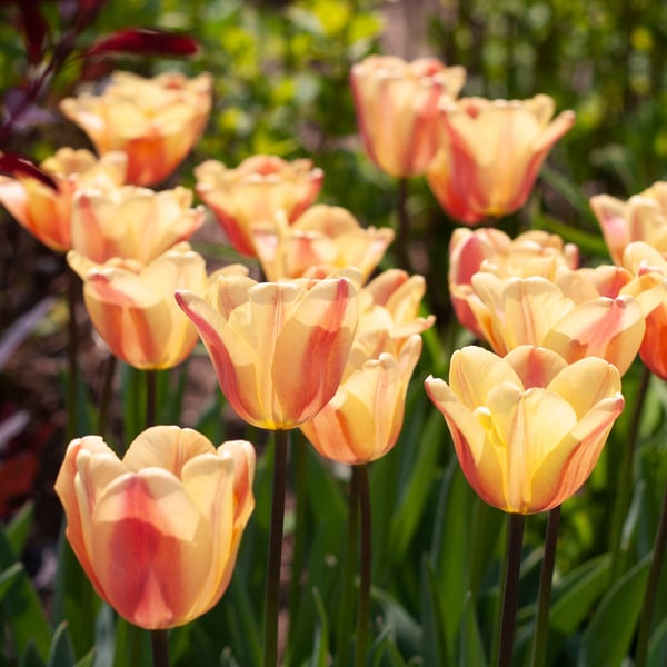  Tulip 'Apricot Foxx'