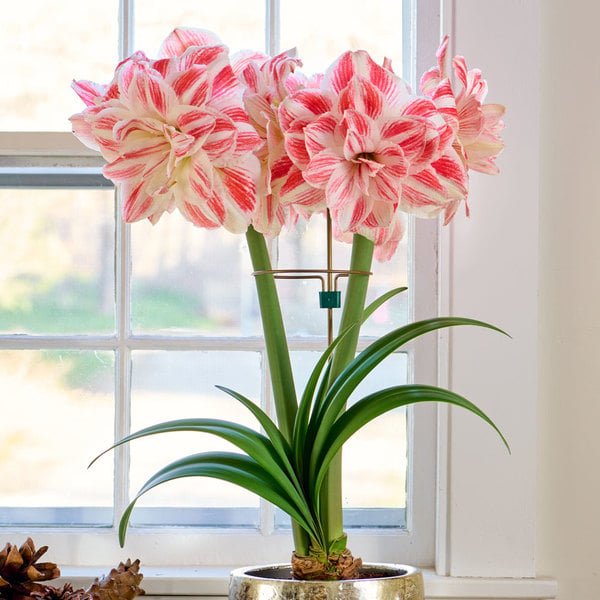  Antique Gold Amaryllis Stake