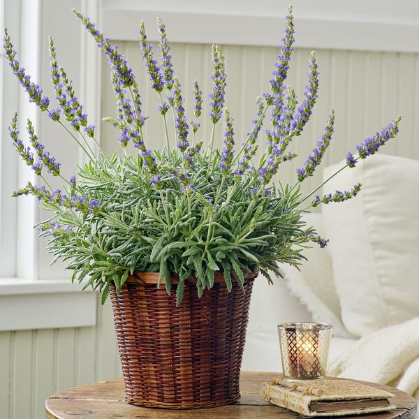  Lavender 'Goodwin Creek Grey' In 7" Woven Basket