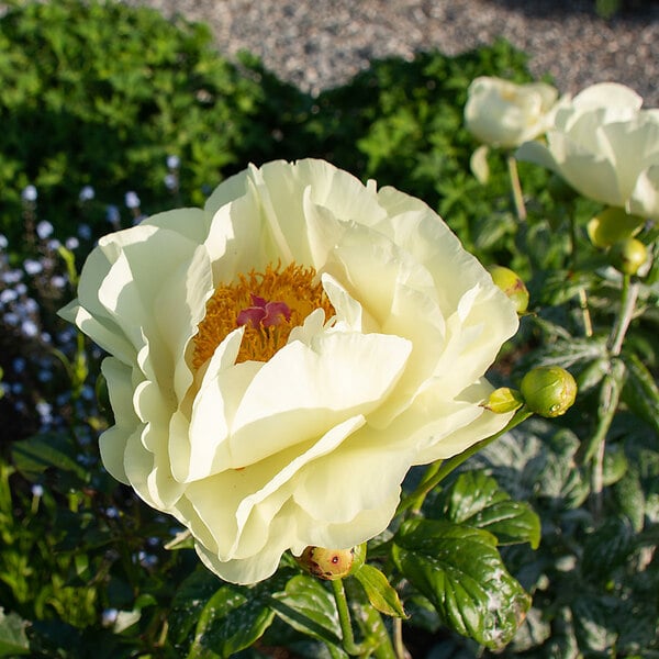  Peony 'Lemon Chiffon'