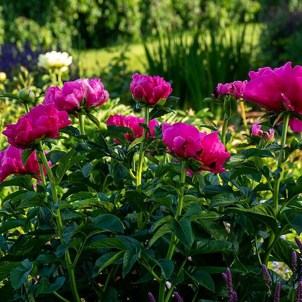  Peony 'Paula Fay'