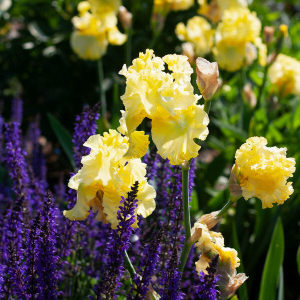  Iris Germanica 'Sun Shine In'