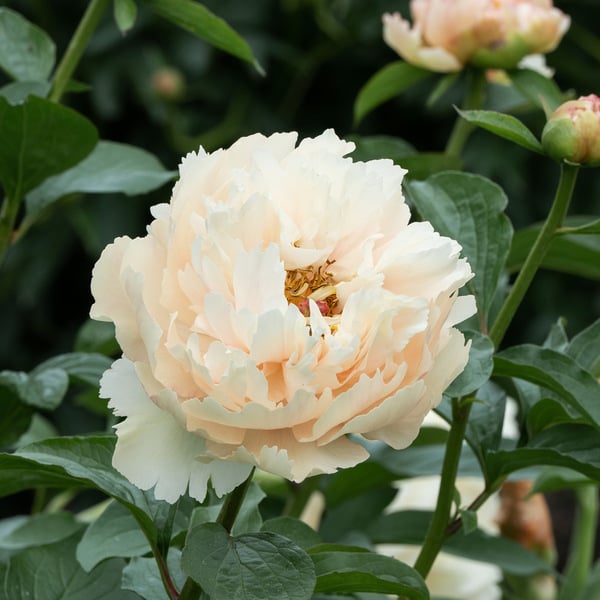 Peony 'Pastelegance'