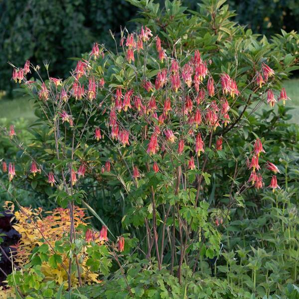  Aquilegia Canadensis