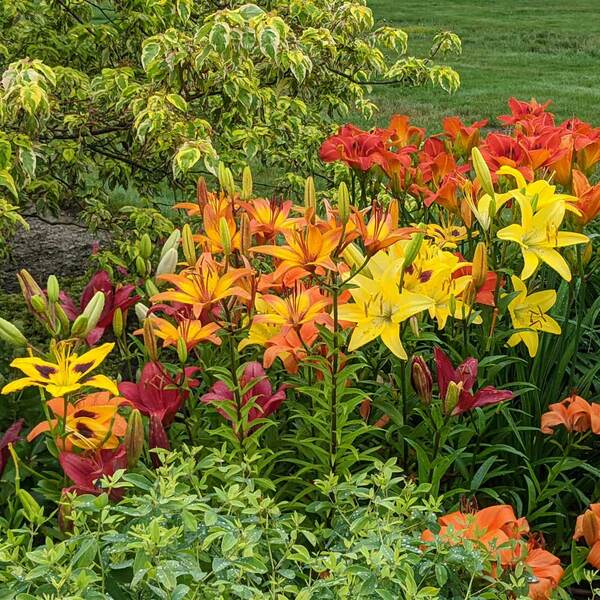  Lilium True Colors Mix For Naturalizing