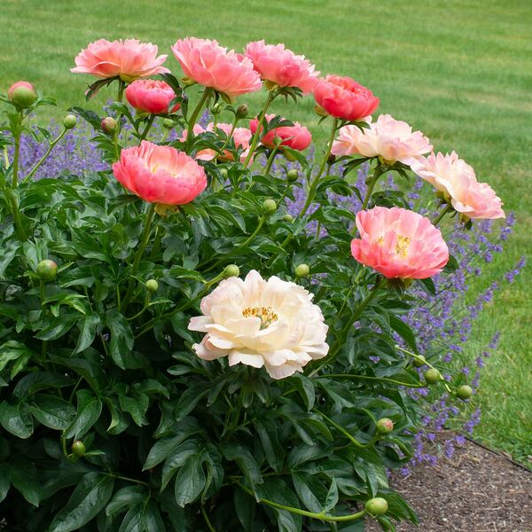  Peony 'Coral Charm'
