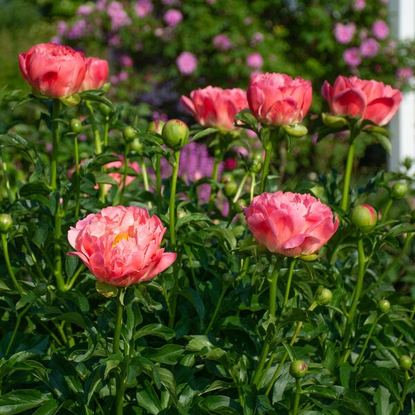  Peony 'Coral Charm'