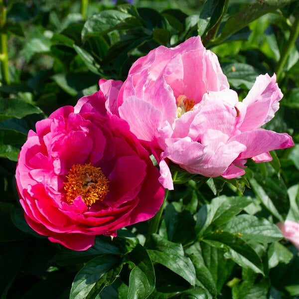  Peony 'Paula Fay'