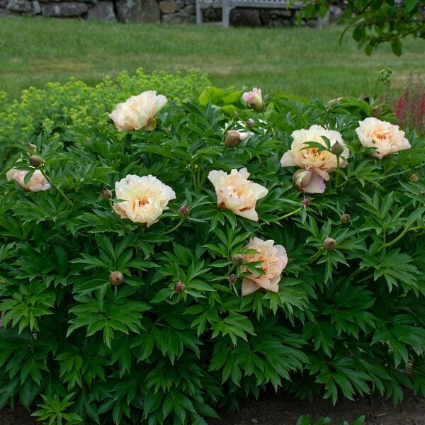  Peony 'Scrumdidleumptious' - Itoh Peony