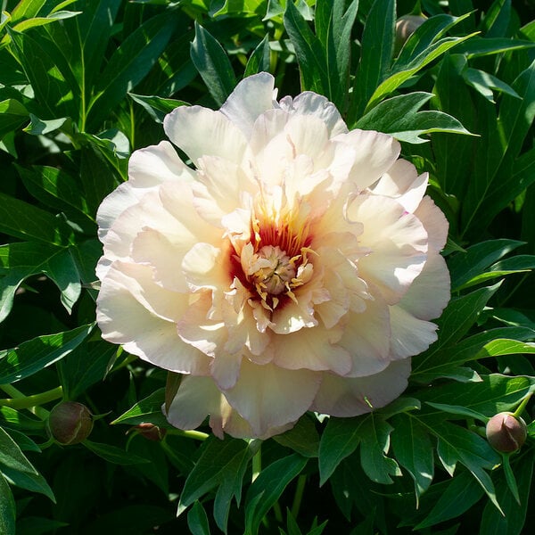  Peony 'Scrumdidleumptious' - Itoh Peony