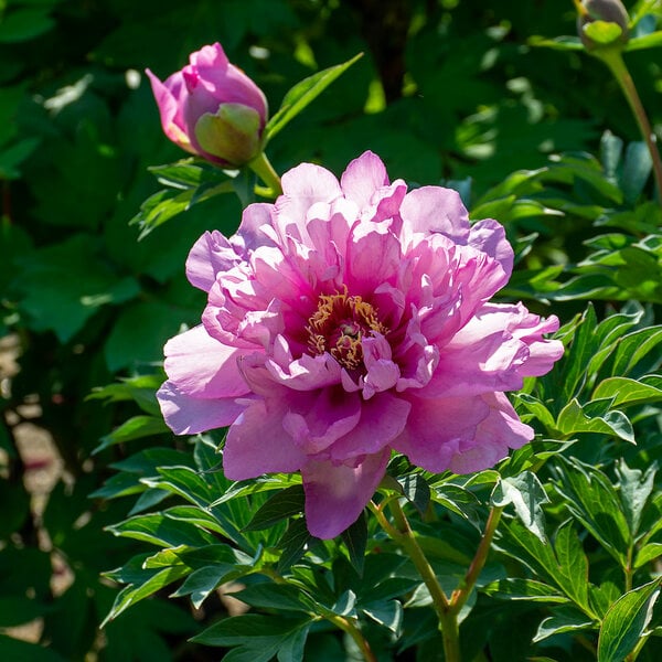  Peony 'Morning Lilac' - Itoh Peony