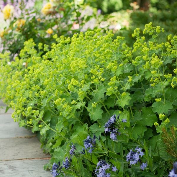  Alchemilla Mollis