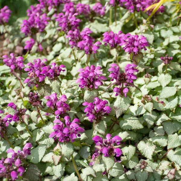  Lamium Maculatum 'Purple Dragon'