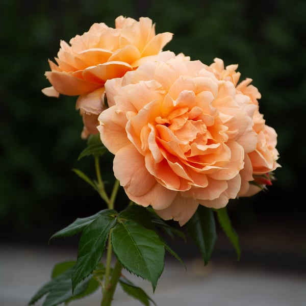  Rose At Last®