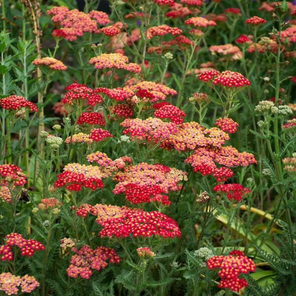  Achillea Millefolium 'Paprika'