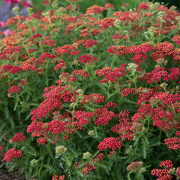  Achillea Millefolium 'Paprika'