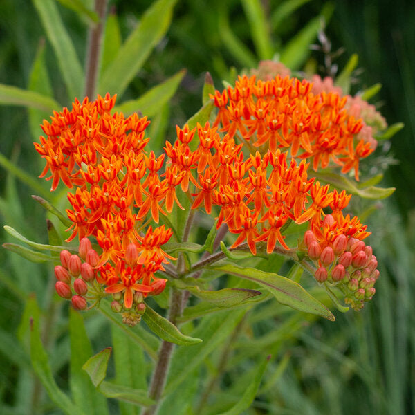  Asclepias Tuberosa