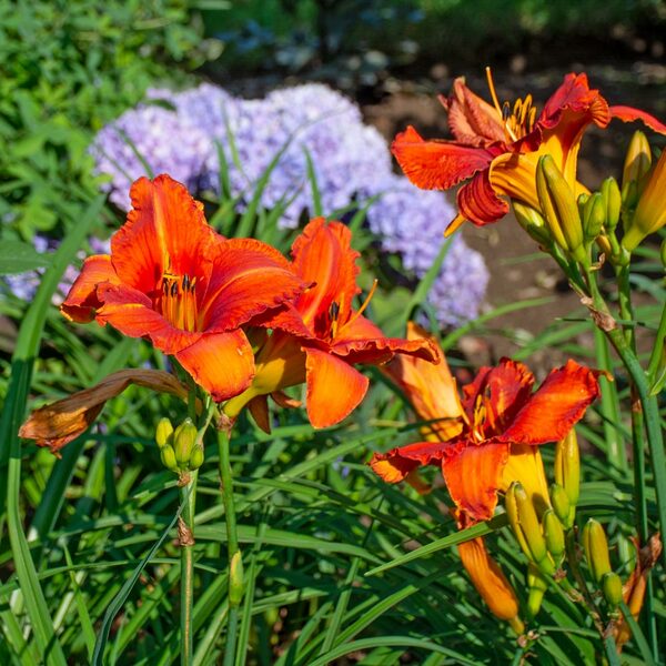  Hemerocallis (Daylily) 'Alabama Jubilee'