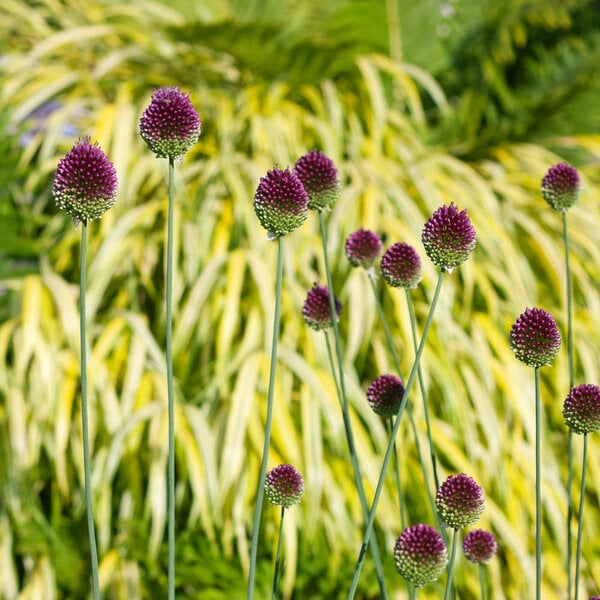  Allium Sphaerocephalon