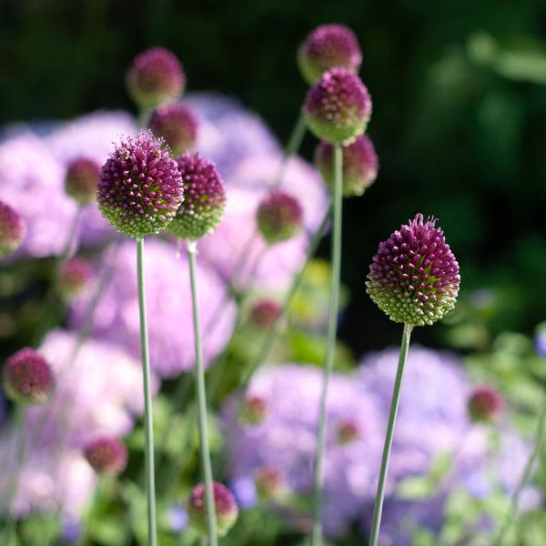  Allium Sphaerocephalon