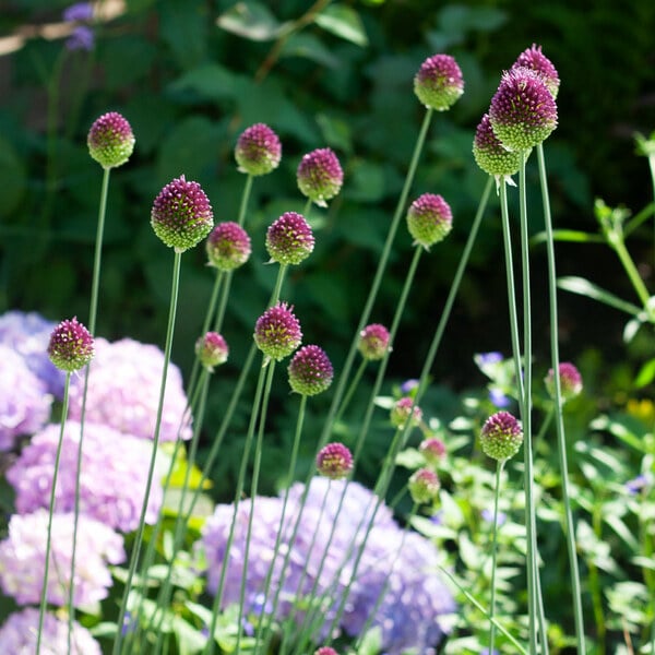  Allium Sphaerocephalon