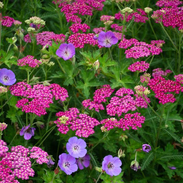  Achillea Millefolium Song Siren™ 'Layla'