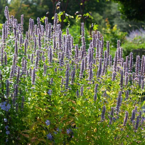  Agastache 'Blue Fortune' 