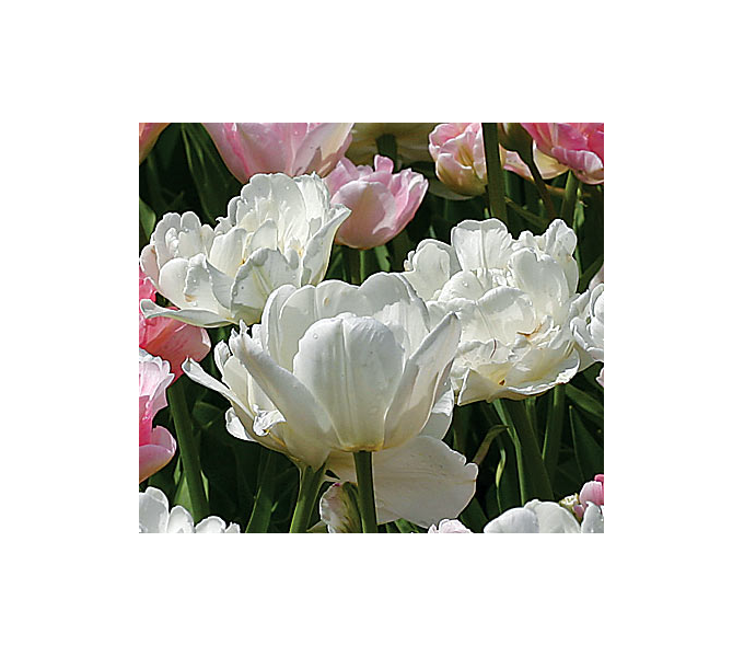  Tulip 'Mount Tacoma'
