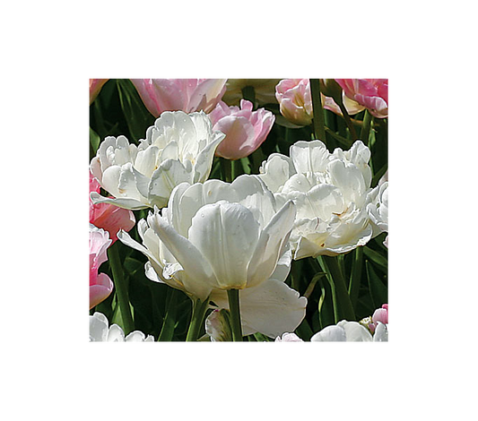  Tulip 'Mount Tacoma'