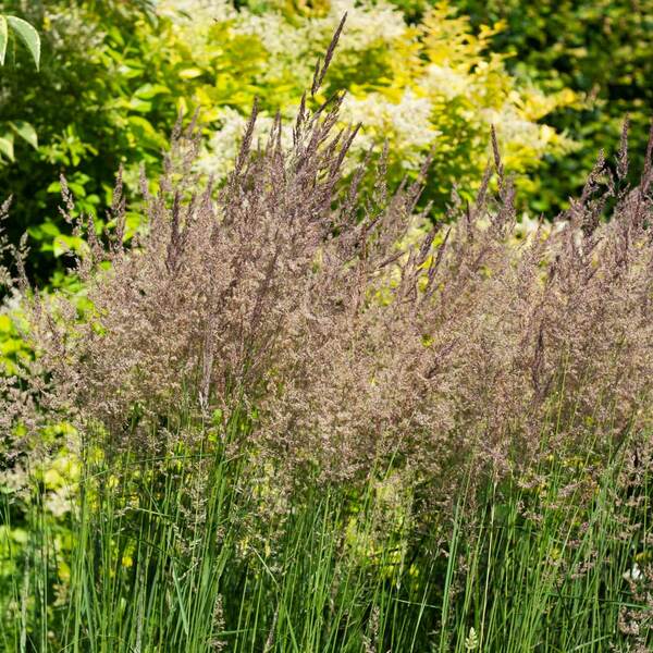  Ornamental Grass: Calamagrostis X Acutiflora 'Karl Foerster'