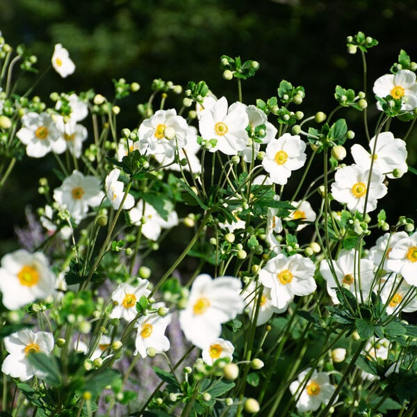  Anemone X Hybrida 'Honorine Jobert'