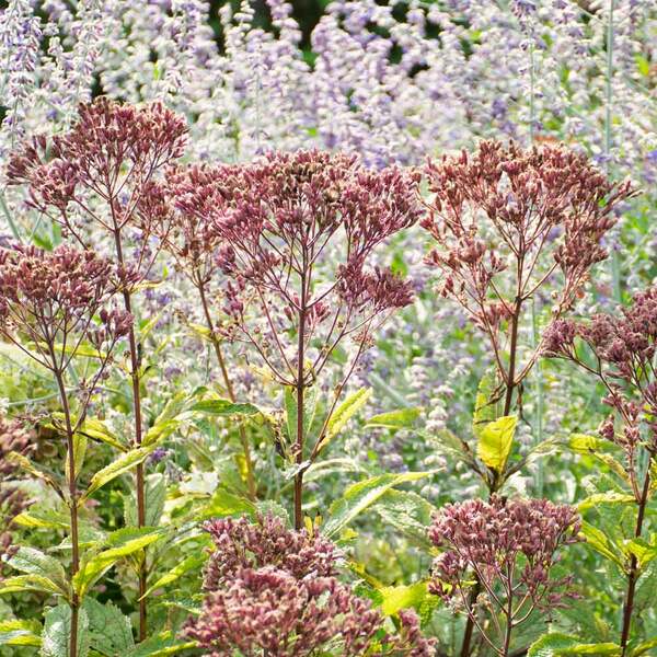 Eupatorium Purpureum Euphoria™ Ruby
